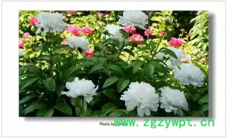 创纪农业中药材种植白芍种苗批发价格图6