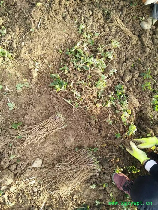 创纪农业中药材种植白芍种苗批发价格图2