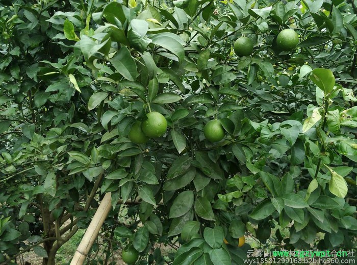 枳壳(实)种苗云雾山高含量品种，川枳壳基地，道地中药材，四川重庆枳壳图2