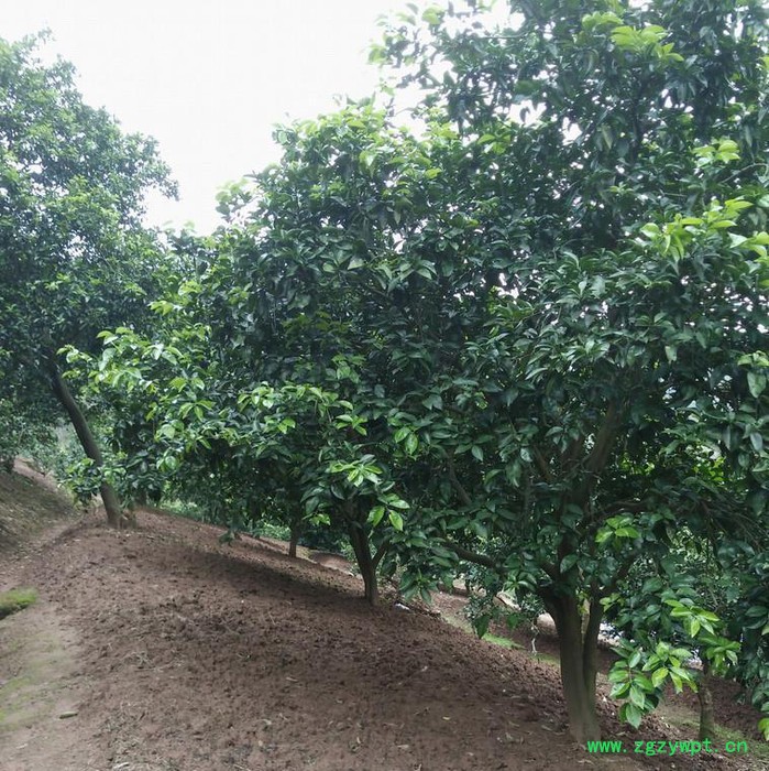 枳壳(实)种苗云雾山高含量品种，川枳壳基地，道地中药材，四川重庆枳壳图4