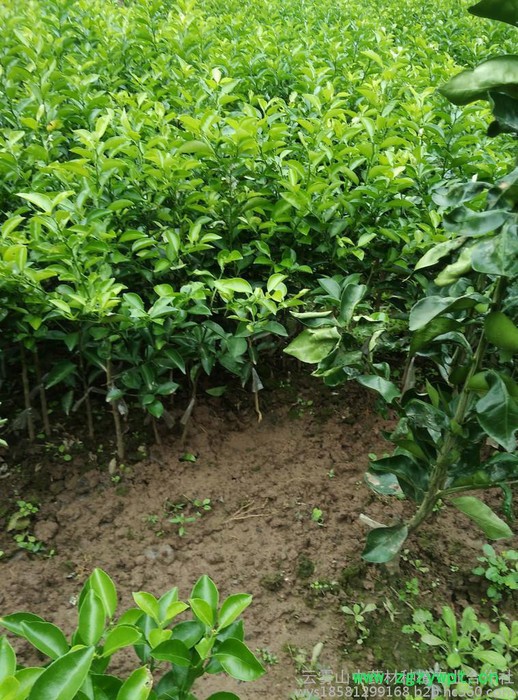 枳壳(实)种苗云雾山高含量品种，川枳壳基地，道地中药材，四川重庆枳壳图5