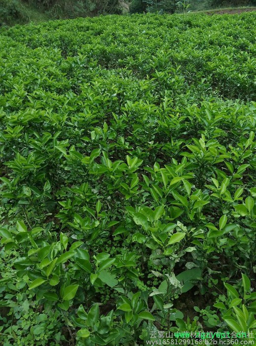 枳壳(实)种苗云雾山高含量品种，川枳壳基地，道地中药材，四川重庆枳壳图7