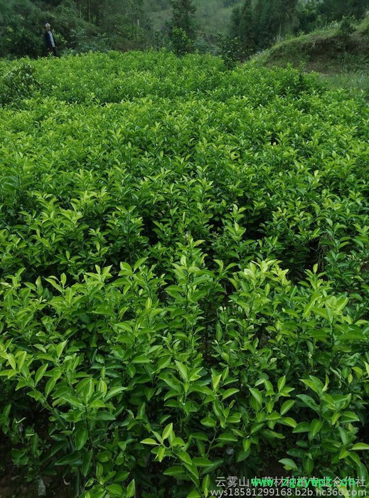 枳壳(实)种苗云雾山高含量品种，川枳壳基地，道地中药材，四川重庆枳壳