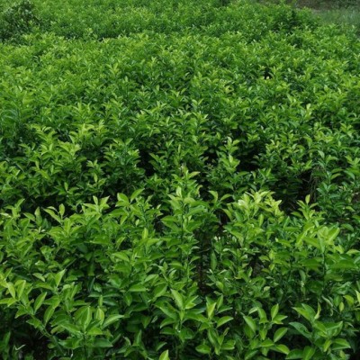 枳壳(实)种苗云雾山高含量品种，川枳壳基地，道地中药材，四川重庆枳壳