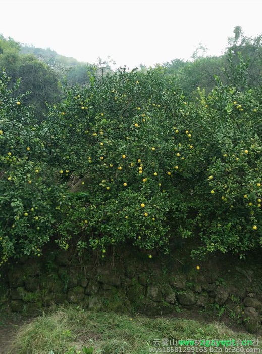枳壳(实)种苗云雾山高含量品种，川枳壳基地，道地中药材，四川重庆枳壳图6