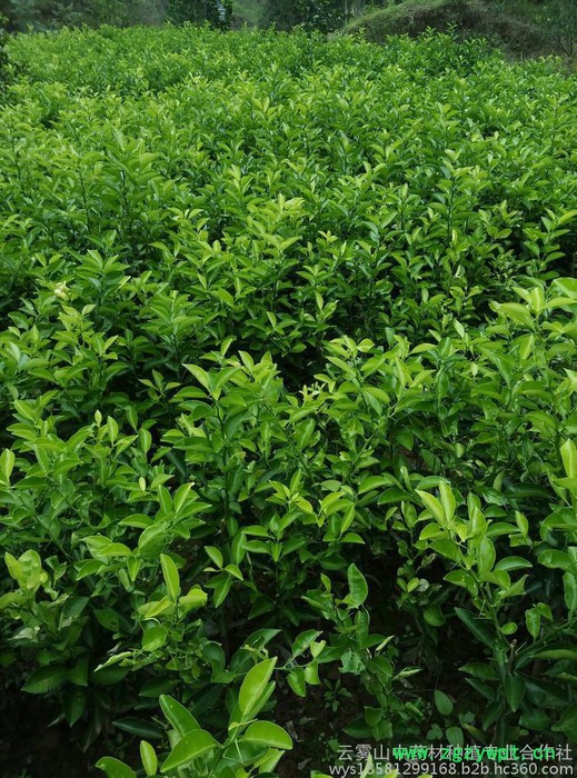 枳壳(实)种苗云雾山高含量品种，川枳壳基地，道地中药材，四川重庆枳壳图3