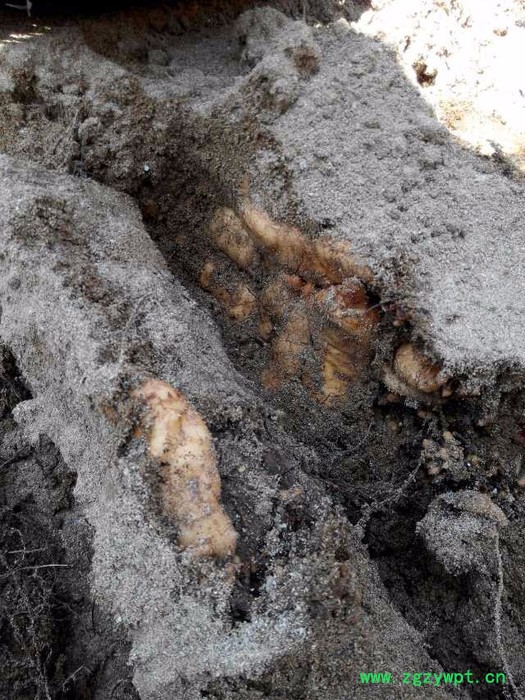 山大王秦岭深山**中药材无硫天麻图2