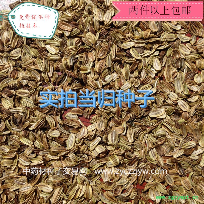 【龙飞种业】中药材种子/当归种子/当归籽/当归种子价格/当归种子销售/当归种子哪儿买/安国市龙飞种子经营部图3