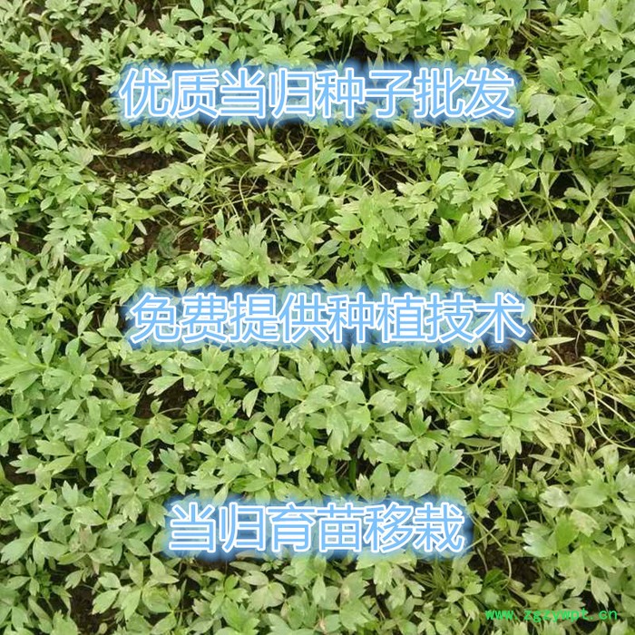 【龙飞种业】中药材种子/当归种子/当归籽/当归种子价格/当归种子销售/当归种子哪儿买/安国市龙飞种子经营部图2