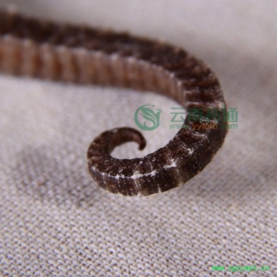 海马滋补品中药材泡酒料海马干货男性滋补品一对包邮发货每对5g