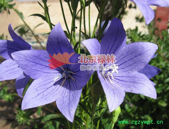 供应北京禄林桔梗种子 中药材种子 现货库存 花卉种子 纯正东北**植物资源