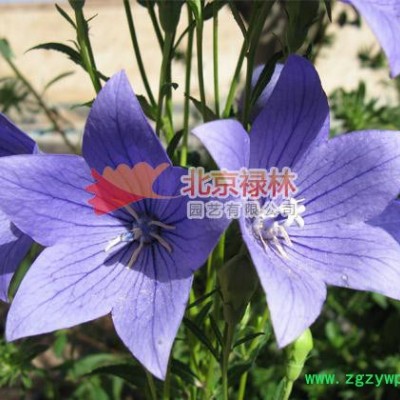 供应北京禄林桔梗种子 中药材种子 现货库存 花卉种子 纯正东北**植物资源