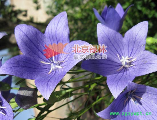 供应北京禄林桔梗种子 中药材种子 现货库存 花卉种子 纯正东北**植物资源图2