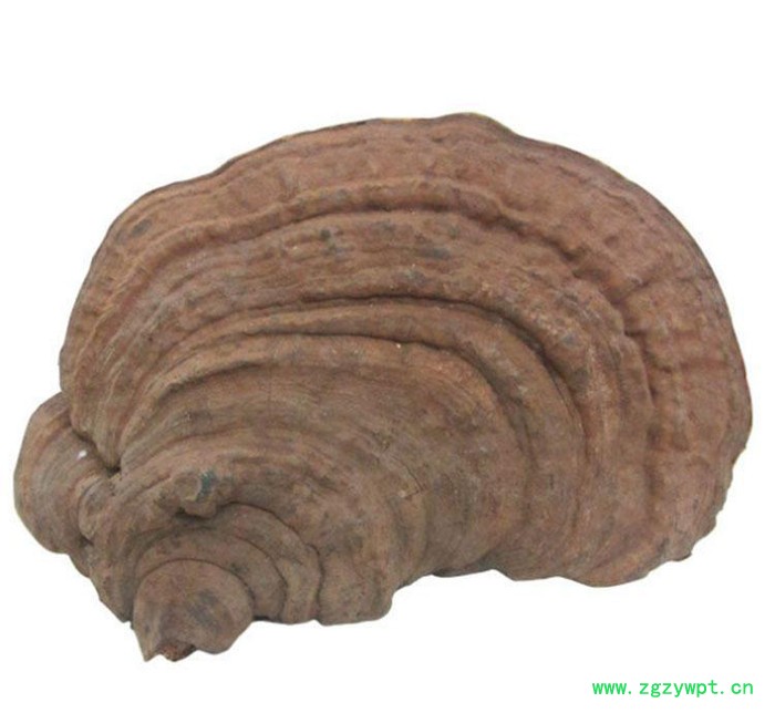 罗氏灵芝****海南平盖 价格优惠 祛风除湿 品质中药材 **中药材图3