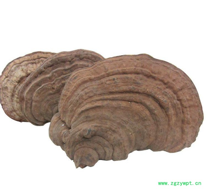 罗氏灵芝****海南平盖 价格优惠 祛风除湿 品质中药材 **中药材图2