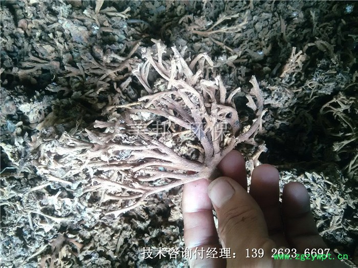 美邦DYQ2000P3中药渣脱水机，中药渣压榨机 中药渣脱水设备图2