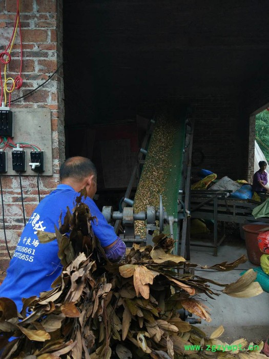 广西容县**中药 桂枝香料原生态保质保量 中药原料图3