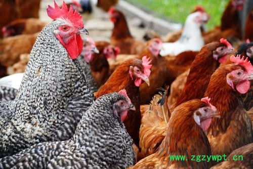 重庆农间富生态农业 中药材种植图2