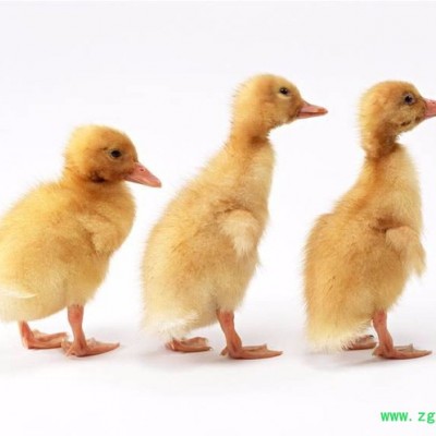 重庆农间富生态农业 中药材种植