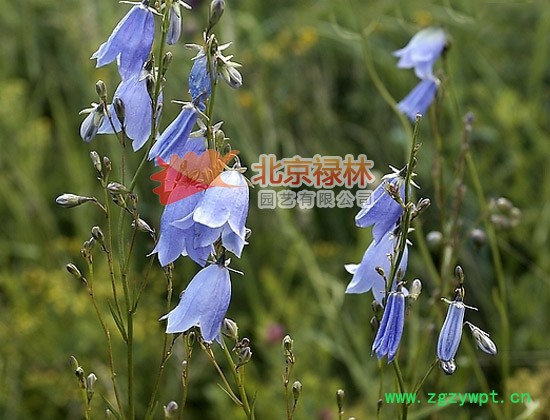 供应北京禄林沙参种子 中药材种子 现货库存 纯正东北**植物资源图3