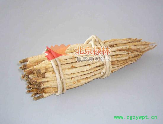 供应北京禄林沙参种子 中药材种子 现货库存 纯正东北**植物资源