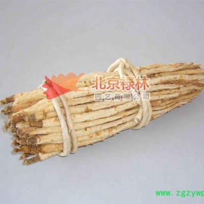 供应北京禄林沙参种子 中药材种子 现货库存 纯正东北**植物资源