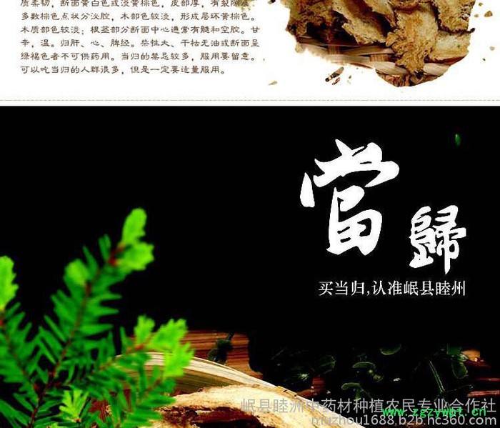 当归头片中药材图4