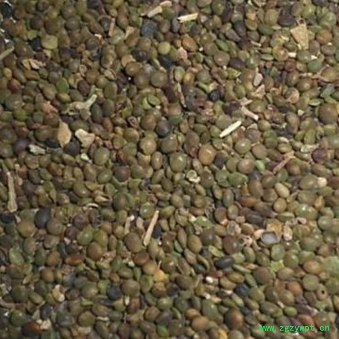 批发中药材种子【红皮甘草种子】新货 量大从优 药用价值图3