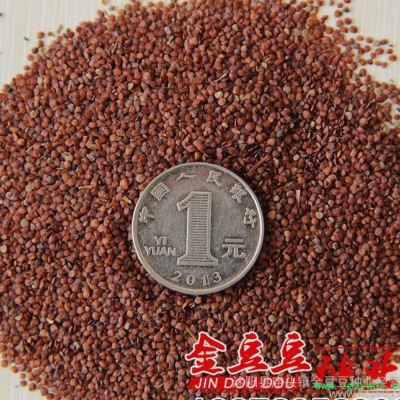 新采天仙子种子低价 **天仙子种子 别名莨菪 中药材种子