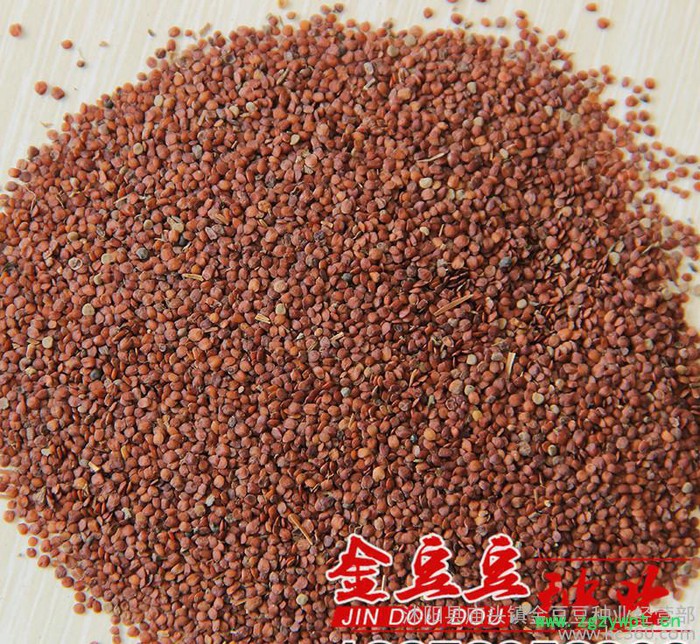 新采天仙子种子低价 **天仙子种子 别名莨菪 中药材种子图3