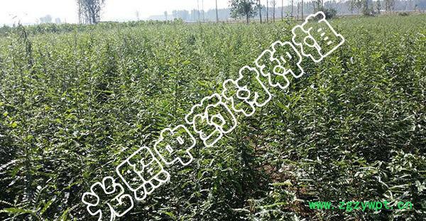 光照种植 皂角苗 ****中药材 微商大量订货直发 量大从优图2