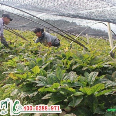 人参施肥就用——福进门中药材促生根水溶肥