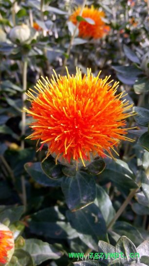 特色农业中药材特色农产品红花，生态绿色无公害红花图2