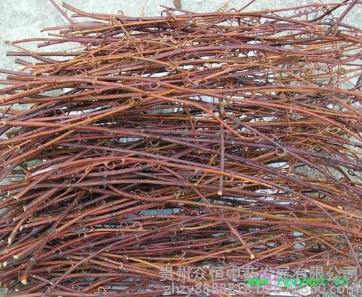 钩藤、中药材、鲜钩藤、中药材钩藤、钩藤苗图2