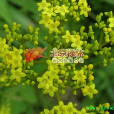 供应北京禄林败酱败酱种子  中药材种子 花卉种子