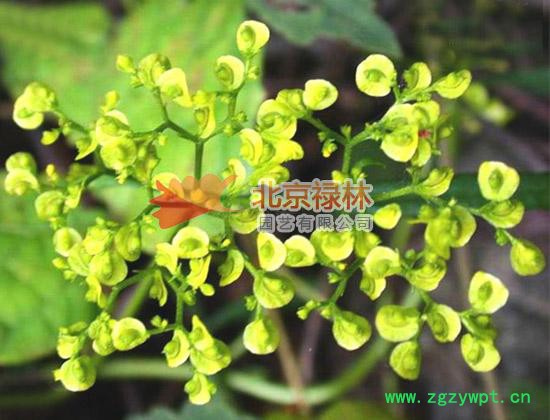 供应北京禄林败酱败酱种子 中药材种子 花卉种子图2