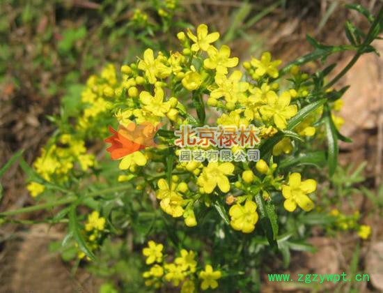 供应北京禄林败酱败酱种子 中药材种子 花卉种子图3