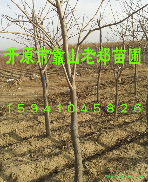 欢迎咨询低价-稀有中药树种【黄柏树】黄菠萝树苗、黄檗、川黄柏图2