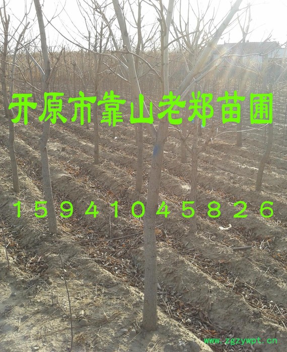 欢迎咨询低价-稀有中药树种【黄柏树】黄菠萝树苗、黄檗、川黄柏图3