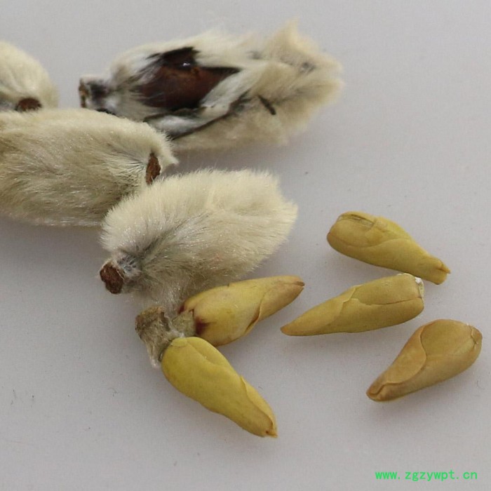 中药材辛夷花芯，花蕊，剥皮辛夷，木笔花芯 出口订单 500g图2