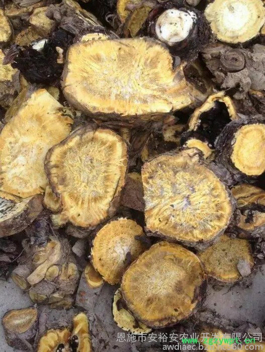 供应大黄种苗中药材大黄马蹄大黄种苗块茎图4