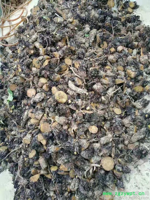 供应大黄种苗中药材大黄马蹄大黄种苗块茎图6