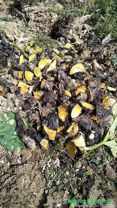 供应大黄种苗中药材大黄马蹄大黄种苗块茎图2