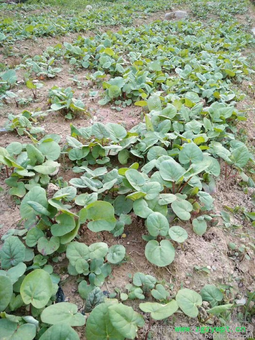 供应大黄种苗中药材大黄马蹄大黄种苗块茎图3