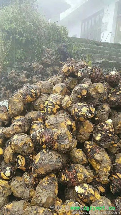 供应大黄种苗中药材大黄马蹄大黄种苗块茎图5