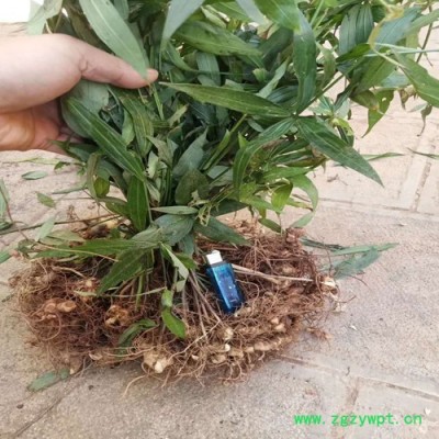 鑫燎三农 黄精苗图片 中药材三年黄精苗