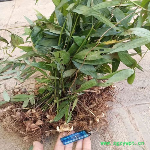 鑫燎三农 黄精苗图片 中药材三年黄精苗图3