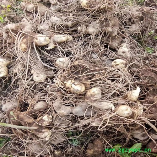 鑫燎三农 黄精苗图片 中药材三年黄精苗图5