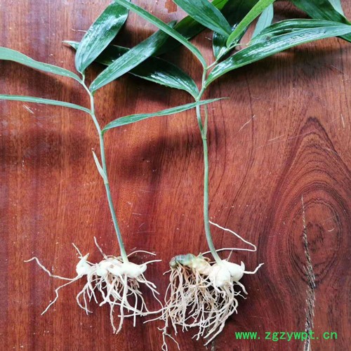 鑫燎三农 黄精苗图片 中药材三年黄精苗图4