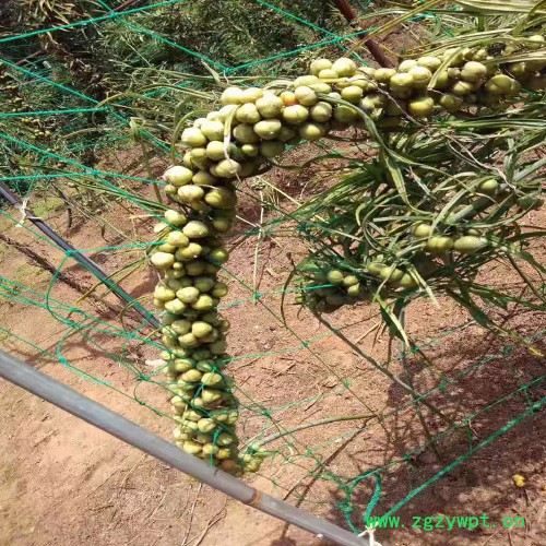 鑫燎三农 黄精苗图片 中药材三年黄精苗图6